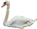 cisne-011.gif