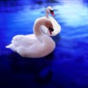 cisne-013.jpg