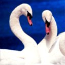 cisne-014.jpg
