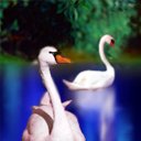 cisne-015.jpg