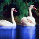 cisne-016.jpg