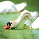 cisne-018.jpg