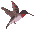 colibri-001.gif