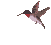 colibri-002.gif
