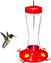 colibri-010.gif