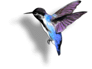 colibri-011.gif