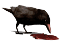 cuervo-005.gif
