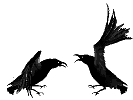 cuervo-007.gif