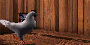 gallina-029.gif