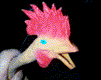 gallina-035.gif