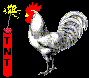 gallo-008.gif