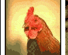 gallo-009.gif