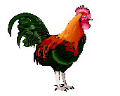 gallo-012.gif