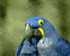 loro-papagallo-011.gif