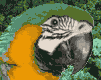 loro-papagallo-012.gif