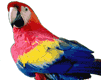 loro-papagallo-013.gif