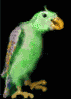 loro-papagallo-015.gif
