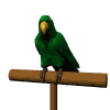 loro-papagallo-016.gif