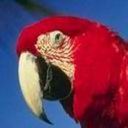 loro-papagallo-019.jpg