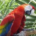 loro-papagallo-020.jpg