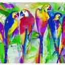 loro-papagallo-021.jpg