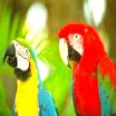 loro-papagallo-022.jpg