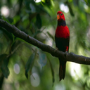 loro-papagallo-023.jpg