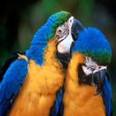 loro-papagallo-024.jpg