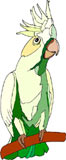 loro-papagallo-026.jpg