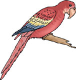 loro-papagallo-027.jpg
