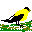 pajaros-miscelanea-020.gif