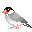pajaros-miscelanea-073.gif