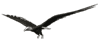 pajaros-miscelanea-085.gif