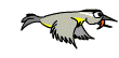 pajaros-miscelanea-097.gif