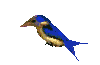 pajaros-miscelanea-103.gif