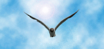 pajaros-miscelanea-105.gif