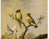 pajaros-miscelanea-116.gif
