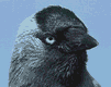 pajaros-miscelanea-119.gif