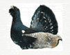 pajaros-miscelanea-121.gif
