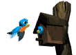 pajaros-miscelanea-122.gif