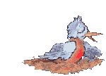 pajaros-miscelanea-127.gif