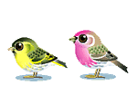pajaros-miscelanea-133.gif