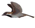 pajaros-miscelanea-134.gif