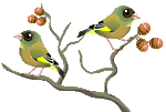 pajaros-miscelanea-142.gif