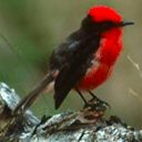 pajaros-miscelanea-158.jpg
