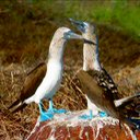 pajaros-miscelanea-159.jpg