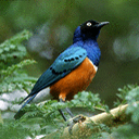 pajaros-miscelanea-160.jpg