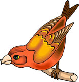 pajaros-miscelanea-173.jpg