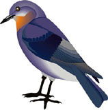 pajaros-miscelanea-174.jpg