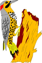 pajaros-miscelanea-184.jpg